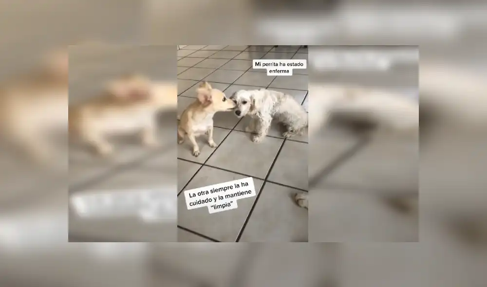 Desliza las imágenes hacia la izquierda para apreciar el amoroso gesto de una perrita con su ‘compañera’. Fotocaptura: Facebook. Desliza las imágenes hacia la izquierda para apreciar el amoroso gesto de una perrita con su ‘compañera’. Fotocaptura: Facebook.