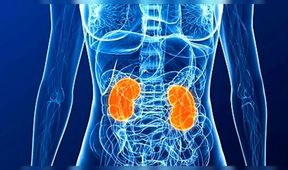 Día Mundial del Riñón: ¿Por qué se celebra esta fecha?