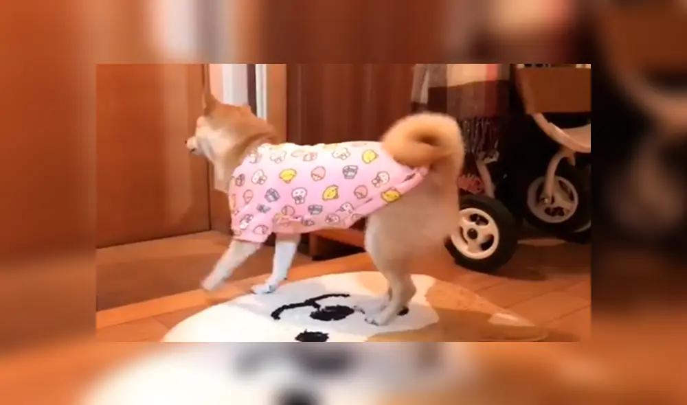 En Facebook, un perro se entusiasma de una manera peculiar cuando ve que su dueño regresó a su casa. En Facebook, un perro se entusiasma de una manera peculiar cuando ve que su dueño regresó a su casa.