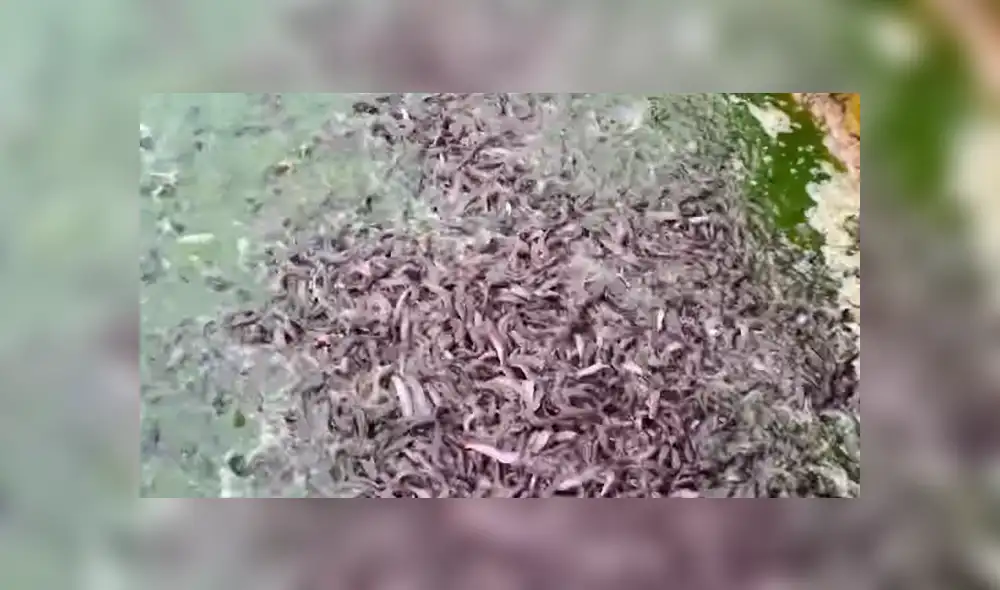 YouTube viral: arroja maíz a lago y cientos de misteriosas criaturas emergen para devorar el alimento YouTube viral: arroja maíz a lago y cientos de misteriosas criaturas emergen para devorar el alimento