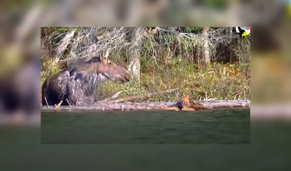 Desliza hacia la izquierda para ver las imágenes del viral de YouTube. Foto: El Dodo.