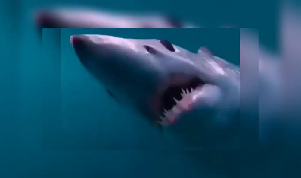 YouTube viral: buceadora ingresa al fondo del mar y se encuentra con enorme 'criatura aterradora' [VIDEO]