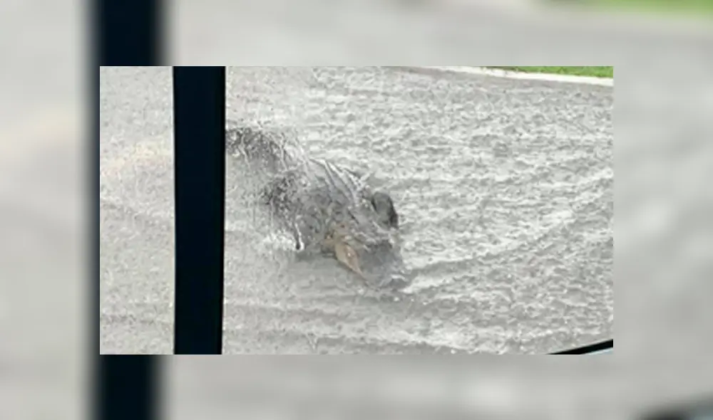 Un enorme cocodrilo generó el tráfico al cruzar una concurrida carretera en medio de la tormenta, en Estados Unidos. Un enorme cocodrilo generó el tráfico al cruzar una concurrida carretera en medio de la tormenta, en Estados Unidos.