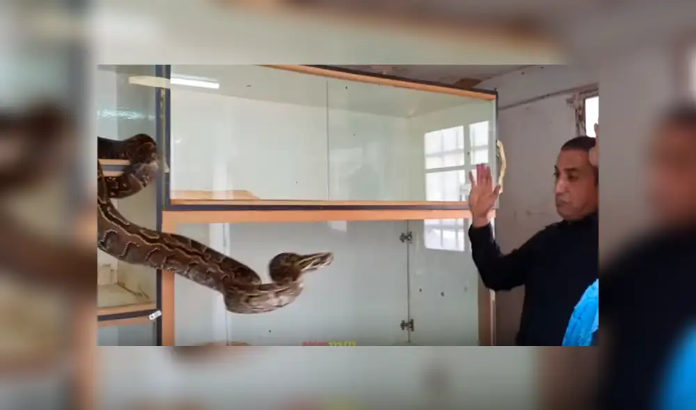 Desliza hacia la izquierda para el ataque de la serpiente al hombre. Escena viral de Facebook. Desliza hacia la izquierda para el ataque de la serpiente al hombre. Escena viral de Facebook.