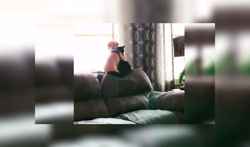 Desliza las imágenes para observar la conmovedora escena protagonizada por un perro y un gato tras quedarse solos en casa.