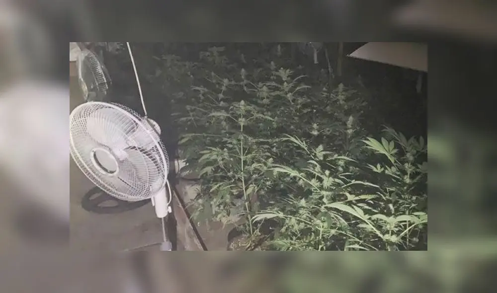 La Policía Local de Alicante incautó la plantación de marihuana en la nave que se incendiaba.
