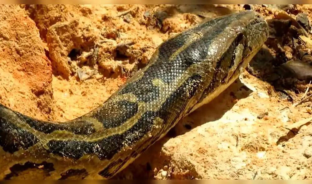 YouTube viral: niños se enfrentan contra temible anaconda para defender a 'monito' [VIDEO] 