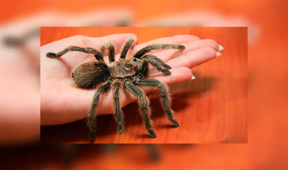 Facebook: mujer le ofrece ratón bebé a su tarántula y esta lo devora sin piedad [VIDEO]