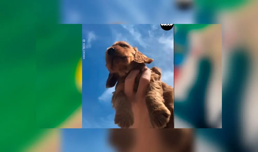 Desliza las imágenes para ver la tierna escena que protagonizó este cachorro al estilo de 'El Rey León'. Foto: Woof Woorf