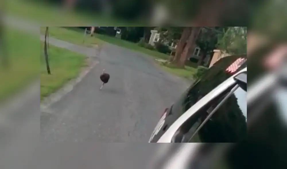 Facebook: Un pavo es 'buscado' por perseguir a coche patrulla en Estados Unidos [VIDEO]