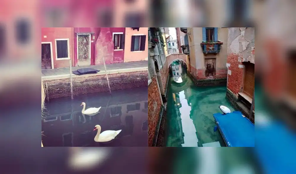 Canales de Venecia lucen limpios tras ausencia de turistas por cuarentena en Italia. Canales de Venecia lucen limpios tras ausencia de turistas por cuarentena en Italia.