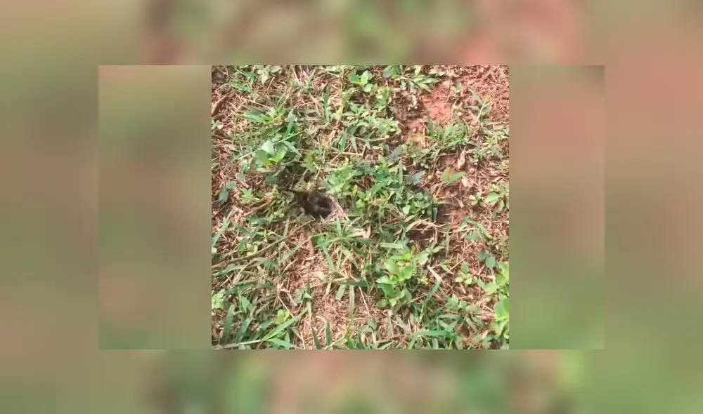 Un chico publicó un video viral de Facebook tras ver salir de un misterioso hoyo a una peluda criatura que lo aterró con su aspecto. Un chico publicó un video viral de Facebook tras ver salir de un misterioso hoyo a una peluda criatura que lo aterró con su aspecto.