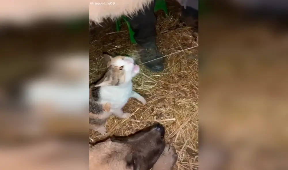 Perro y gato son sensación al tomar leche desde la ubre de una vaca