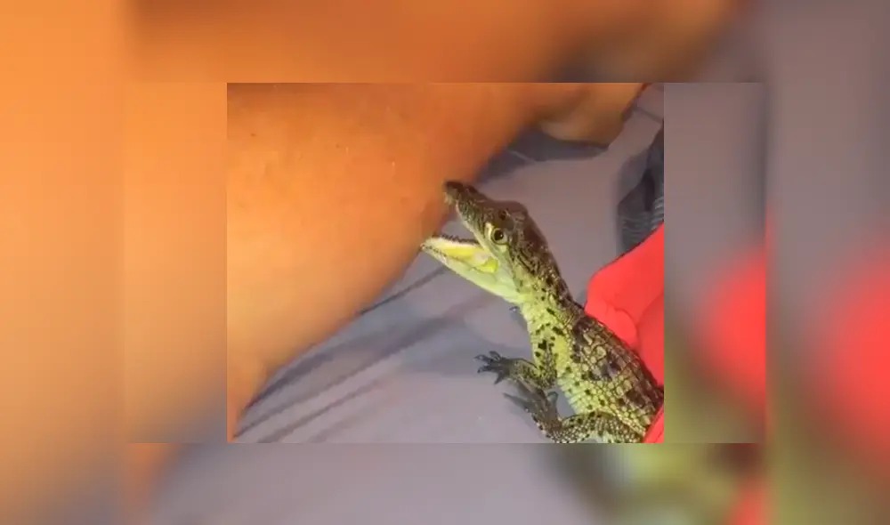 El chico dejó que el reptil lo muerda en el brazo. Foto: captura El chico dejó que el reptil lo muerda en el brazo. Foto: captura