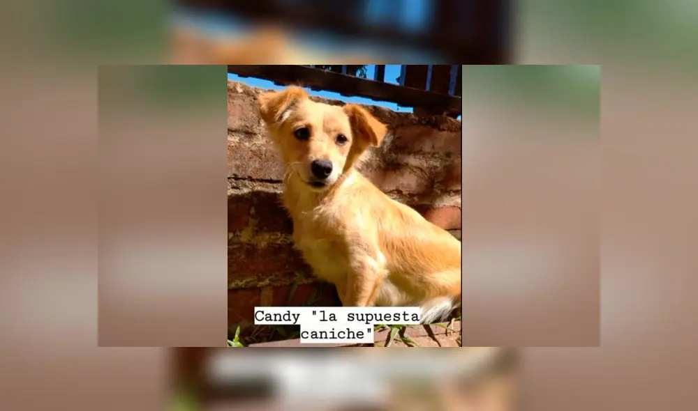 Desliza las imágenes para descubrir lo que pasó con esta presunta french poodle que resultó ser de otra raza. Foto: Agustina Chavez Gomez/Tiktok