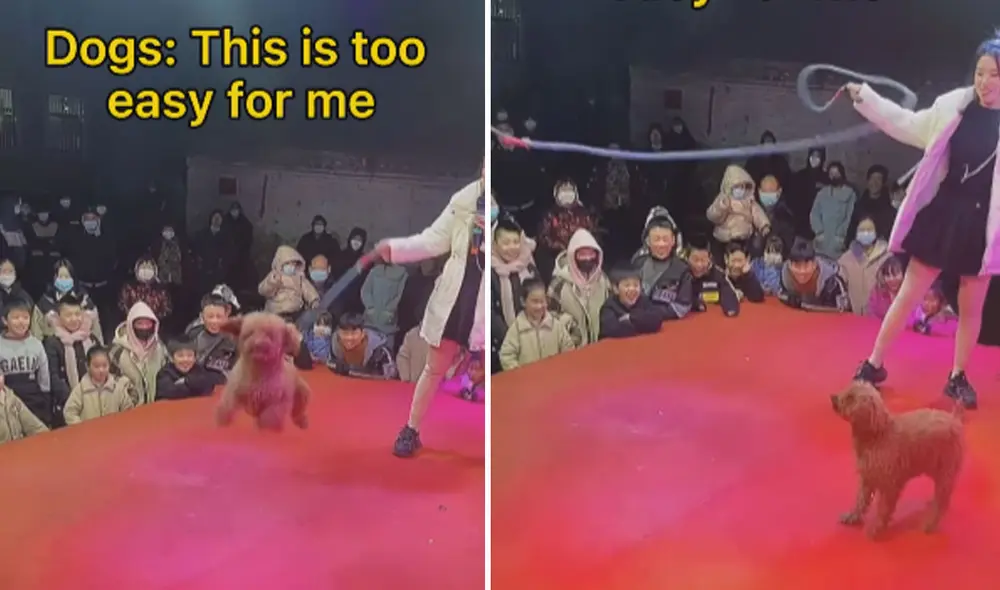 Miles de usuarios han quedado impresionados al ver el talento de este prrito. Foto: composición LR/TikTok Miles de usuarios han quedado impresionados al ver el talento de este prrito. Foto: composición LR/TikTok