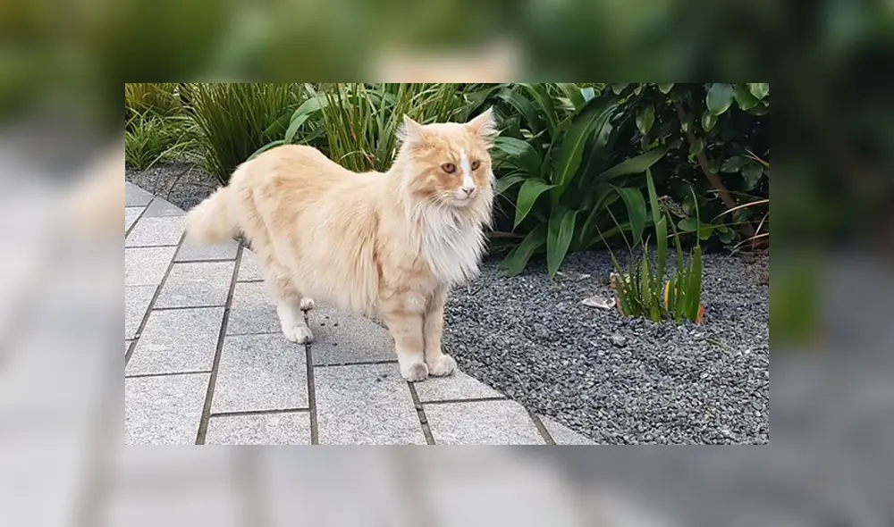 El felino ha ganado tanta popularidad en Wellington que está postulando al neozelandés del año. Foto: Facebook El felino ha ganado tanta popularidad en Wellington que está postulando al neozelandés del año. Foto: Facebook