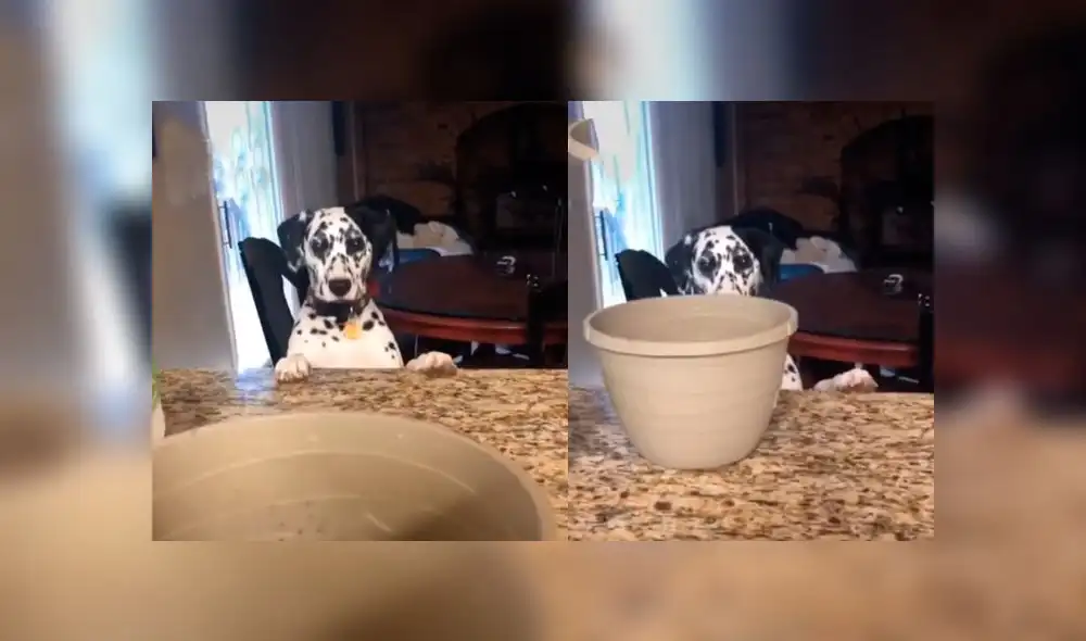 Desliza las imágenes para ver la peculiar reacción que tuvo este can al ver su plato vacío. Foto: gigi.and.rocket/IG Desliza las imágenes para ver la peculiar reacción que tuvo este can al ver su plato vacío. Foto: gigi.and.rocket/IG