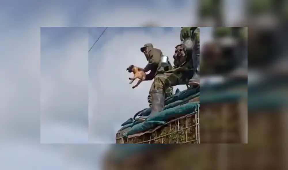 Defensores de los animales han exigido sanciones severas para los uniformados implicados. (Foto: El Tiempo)