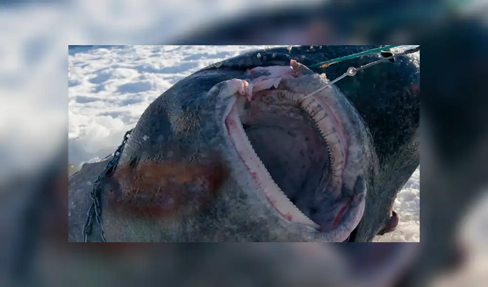 YouTube: encuentran un tiburón congelado en el océano Ártico, lo analizan y captan lo impensado