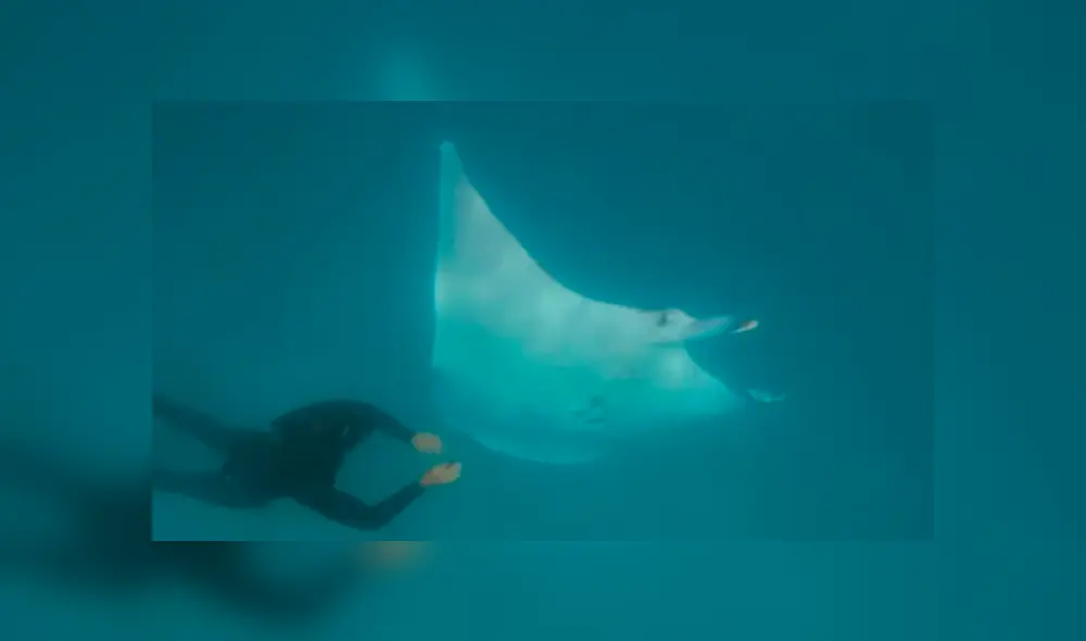 La mantarraya pidió auxilio en Costa de Ningaloo, Australia. Foto: Youtube/Monty Halls