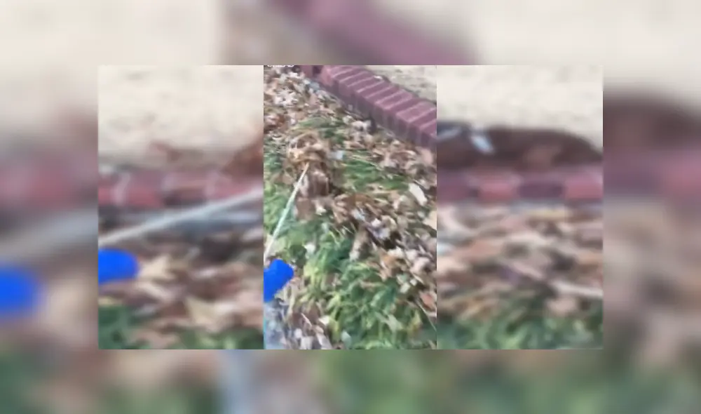 Facebook viral: perro travieso imita a tiburón para darle un gran susto a su dueña [VIDEO] 