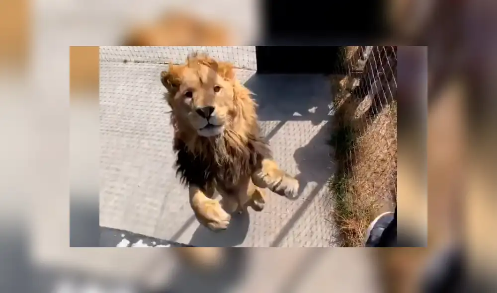 Desliza hacia la izquierda para ver la efusiva reacción del león con su amo que se volvió viral en Facebook.