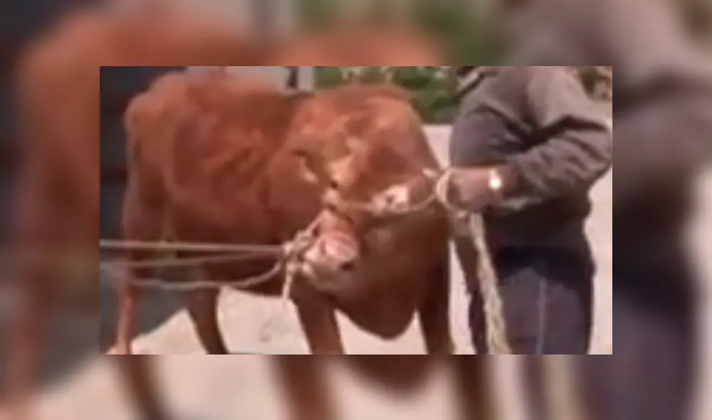 YouTube viral: perro llora de emoción al reencontrarse con vaca que lo cuidó desde bebé 