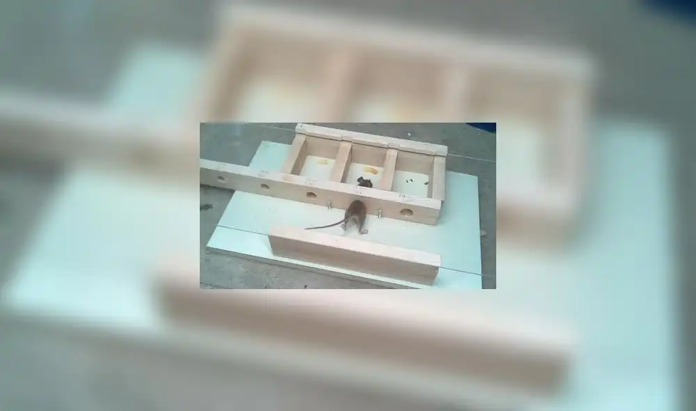 En YouTube, ratón es protagonista del experimento de 2 millones de vistas