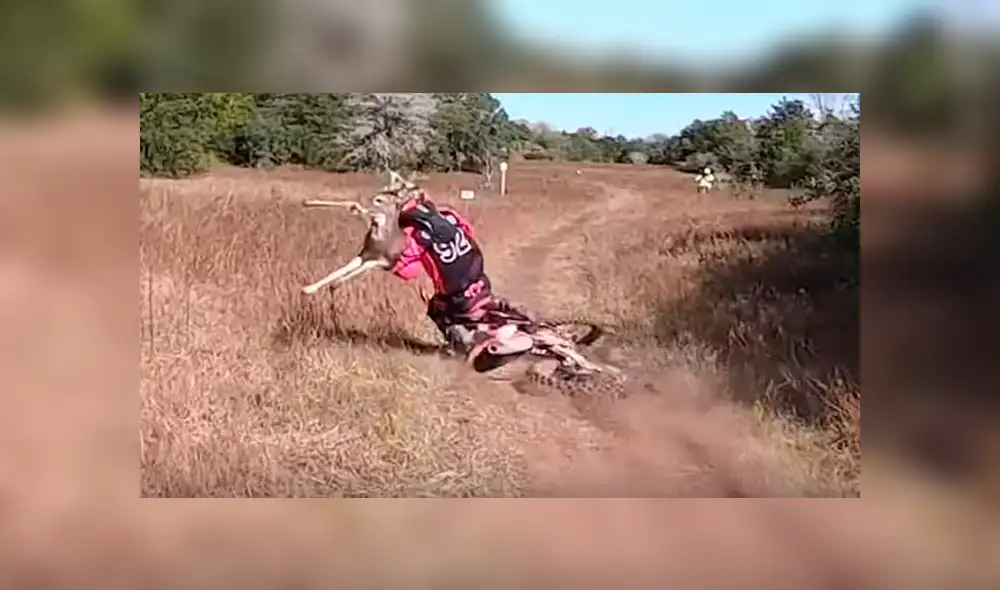 Desliza hacia la izquierda para ver el choque del ciclista con un ciervo. Video es viral en YouTube. Desliza hacia la izquierda para ver el choque del ciclista con un ciervo. Video es viral en YouTube.