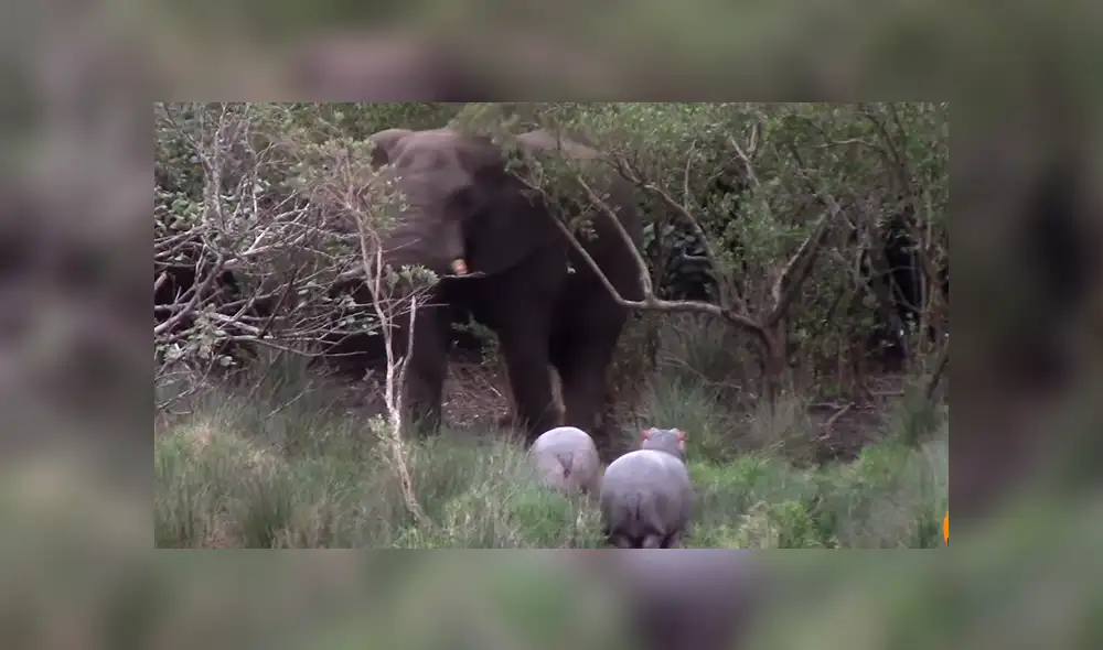 Crías de hipopótamos se topan con impetuoso elefante y este reacciona de manera inusual [VIDEO]