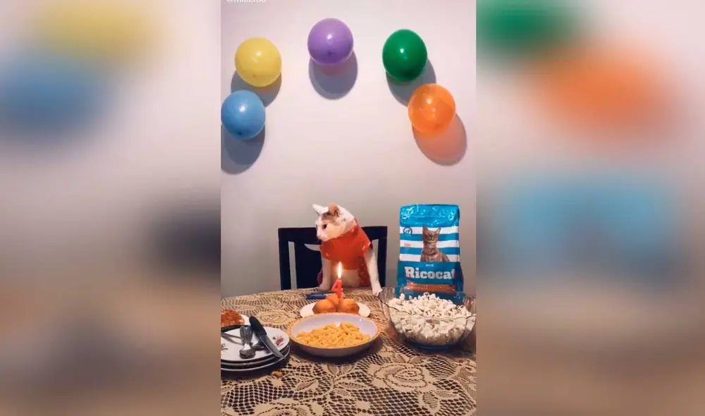 Desliza las imágenes para ver la curiosa escena que protagonizó este gatito y su dueña. Fotocaptura: Milagros Calderon /TikTok