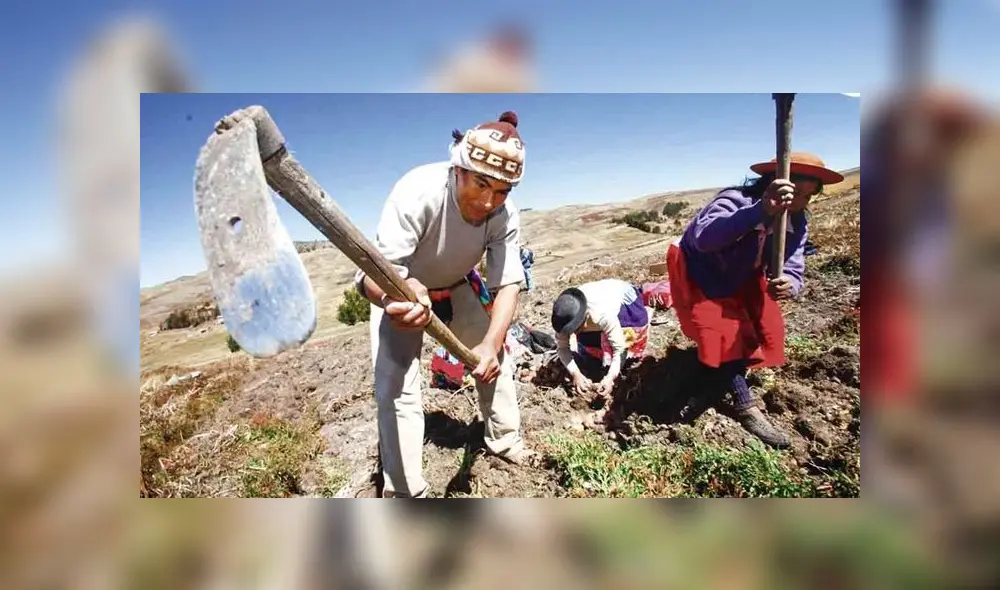 Mayores beneficios tributarios se van al agro y a la Amazonía