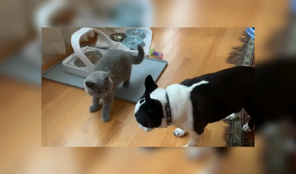 El resignado perro tuvo que irse sin poder probar un poco de la comida del gato. Desliza hacia la izquierda para ver más imágenes de la escena. El resignado perro tuvo que irse sin poder probar un poco de la comida del gato. Desliza hacia la izquierda para ver más imágenes de la escena.