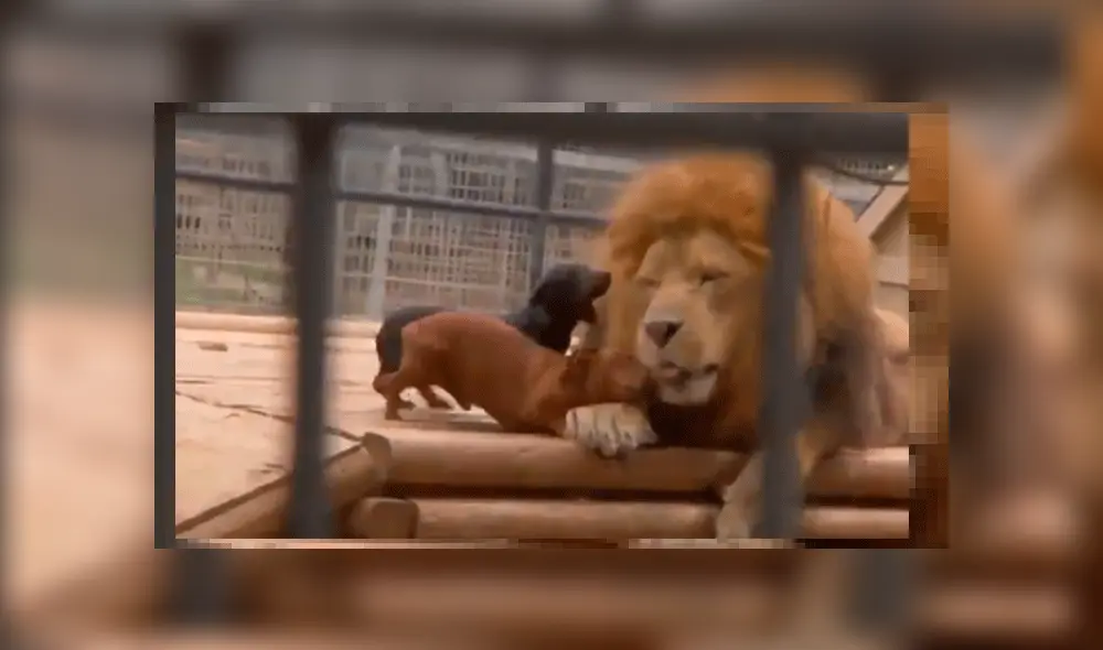 En YouTube, el video es viral. Los canes no escatimaron en el tremendo riesgo que se encontraba su vida al fastidiar al voraz león.