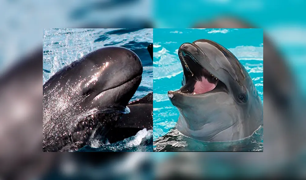 YouTube viral: ballena y delfín tienen cría que se volvió en la criatura marina más rara del mundo