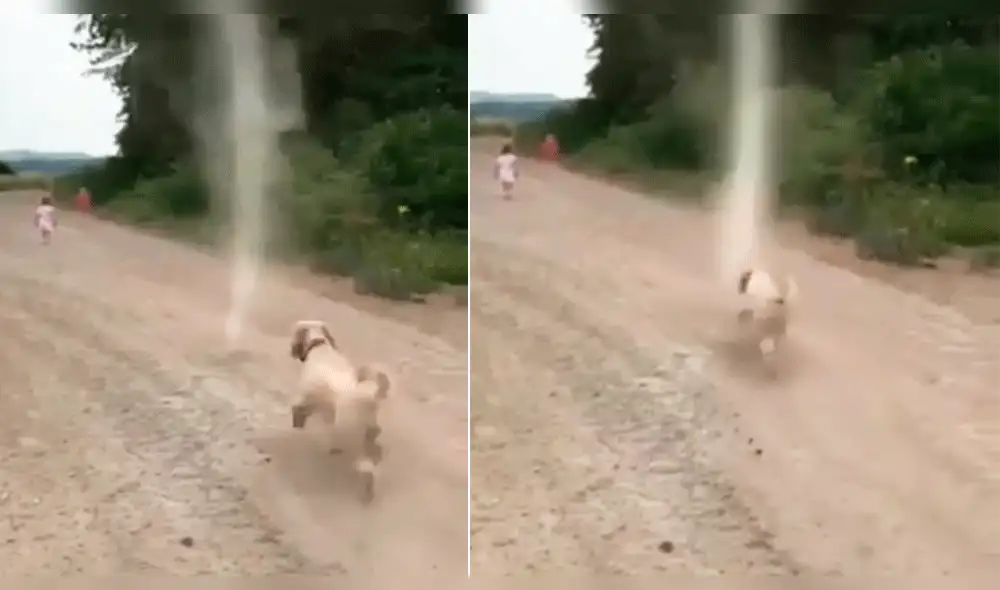 Facebook Viral: Épico final tras enfrentamiento de un perro con un 'tornado' [VIDEO]