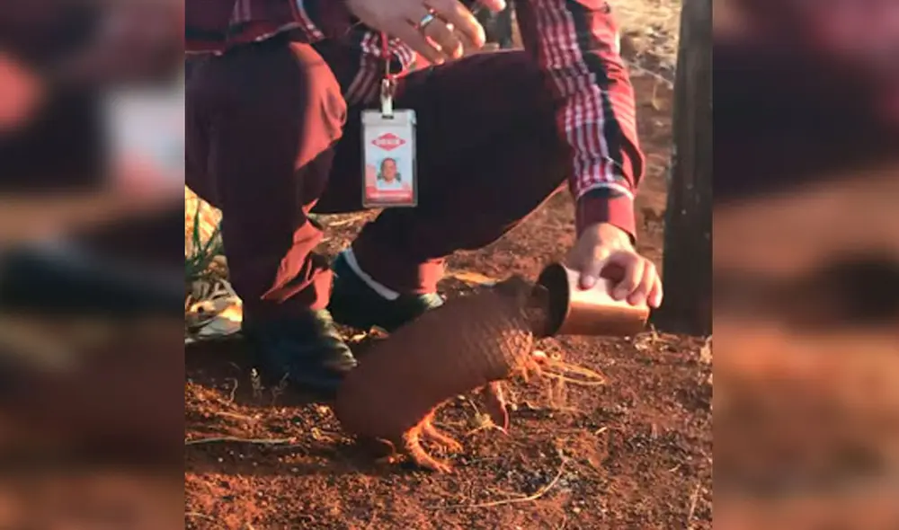 Desliza las imágenes para apreciar el tierno gesto de un hombre al brindar agua a un pequeño armadillo. Foto: Captura de YouTube