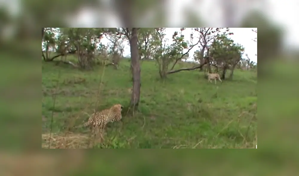 Mira la secuencia del video deslizando la imagen. Foto: Kruger Sightings/YouTube