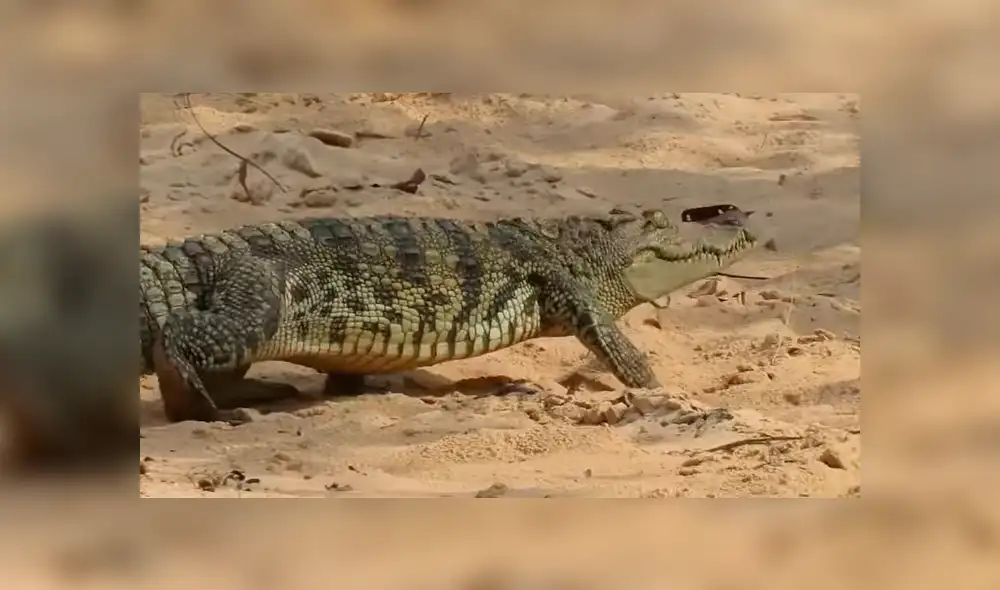 Vía YouTube: Cocodrilo busca devorar a crías de mamá gallina y ella arriesga su vida para salvarlos [VIDEO]