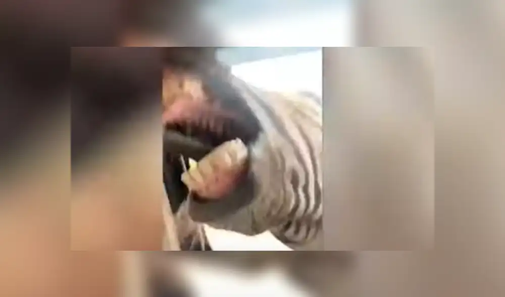 Los animales interrumpieron el viaje familiar para obtener un poco de comida. Foto: captura.