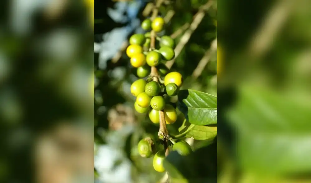 BCR: En julio el sector agropecuario creció en 9%