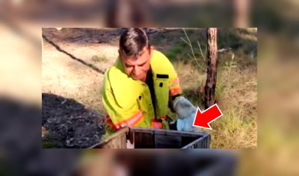 Bombero recata una caja del incendio y descubre que en el interior estaba una adorable criatura se es viral en Facebook. Bombero recata una caja del incendio y descubre que en el interior estaba una adorable criatura se es viral en Facebook.
