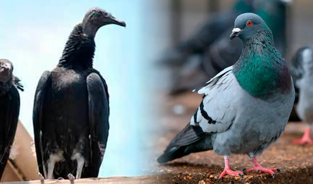 El Servicio Nacional de Sanidad Agraria (Senasa) declaró al Perú en emergencia sanitaria por 90 días. Foto La República