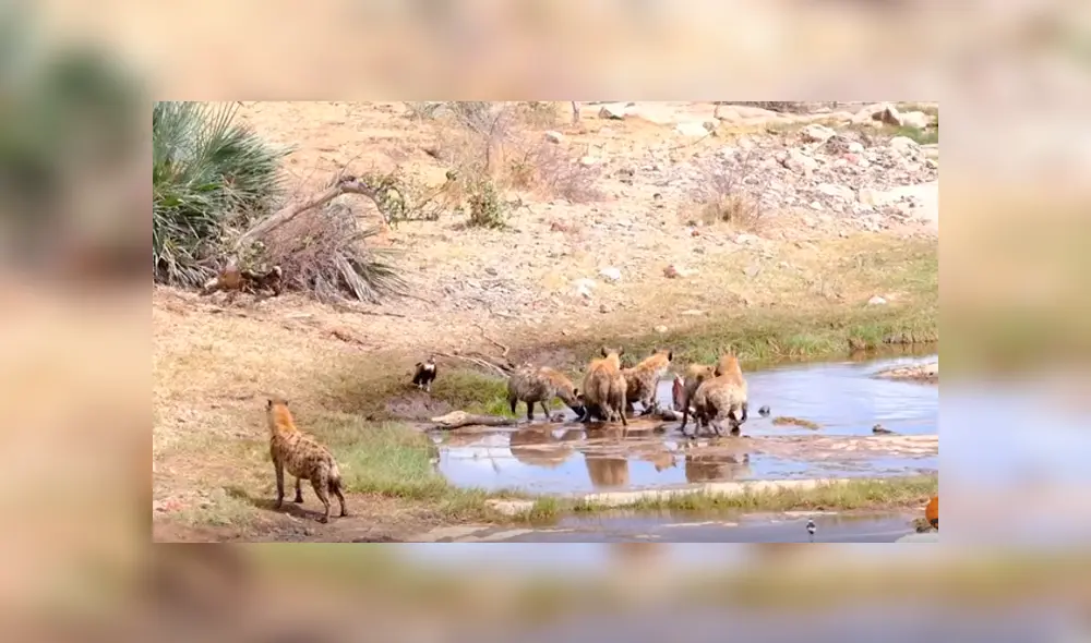 Desliza hacia la izquierda para ver el enfrentamiento de una manada de hienas con leones. Video es viral en YouTube. Desliza hacia la izquierda para ver el enfrentamiento de una manada de hienas con leones. Video es viral en YouTube.