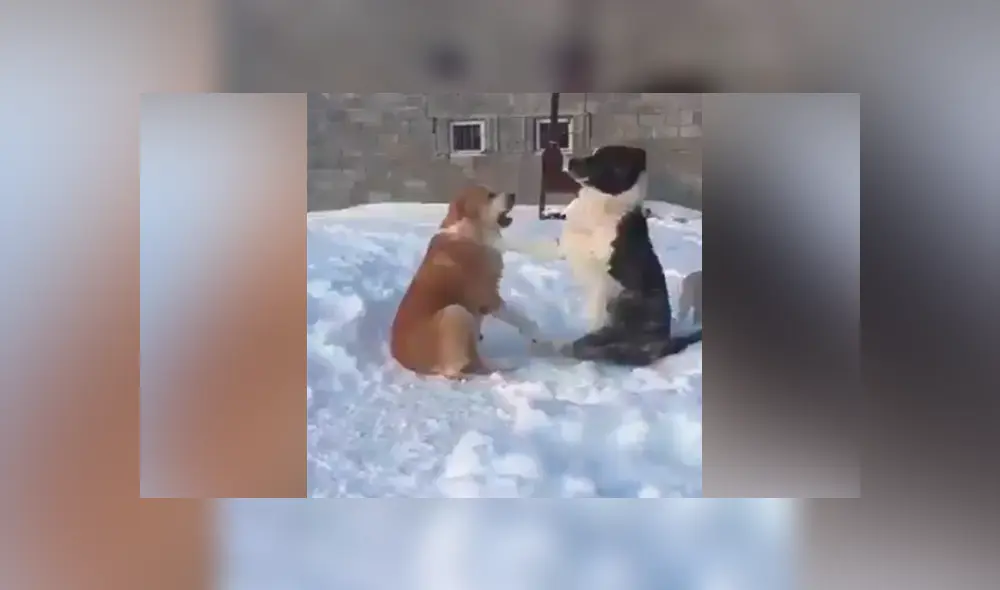 Facebook viral: perro busca la atención de su compañera y recibe la peor de las indiferencias