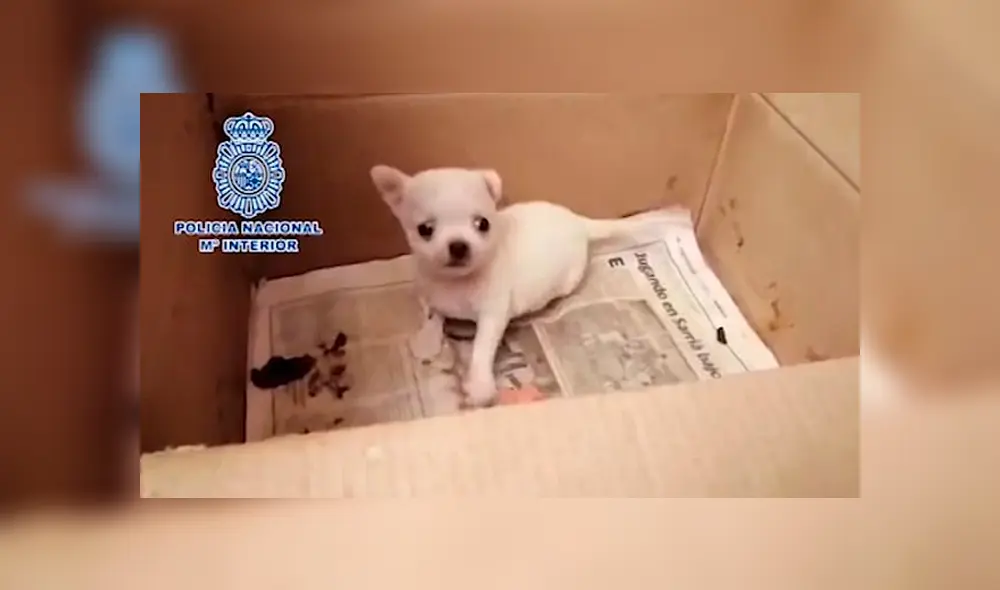 Rescatan a 270 perros de criadero ilegal donde les cortaban las cuerdas vocales Rescatan a 270 perros de criadero ilegal donde les cortaban las cuerdas vocales