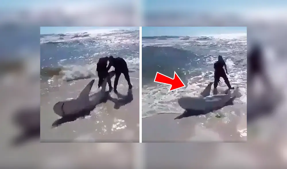 En YouTube, unos valientes hombres no dudaron en brindar ayuda a un peligroso tiburón para que regrese al mar. En YouTube, unos valientes hombres no dudaron en brindar ayuda a un peligroso tiburón para que regrese al mar.