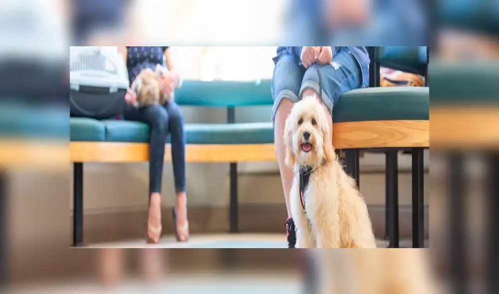 Mascotas deberán estar al cuidado de otros mientras el dueño se recupera de la enfermedad. (Foto: Animals health) Mascotas deberán estar al cuidado de otros mientras el dueño se recupera de la enfermedad. (Foto: Animals health)