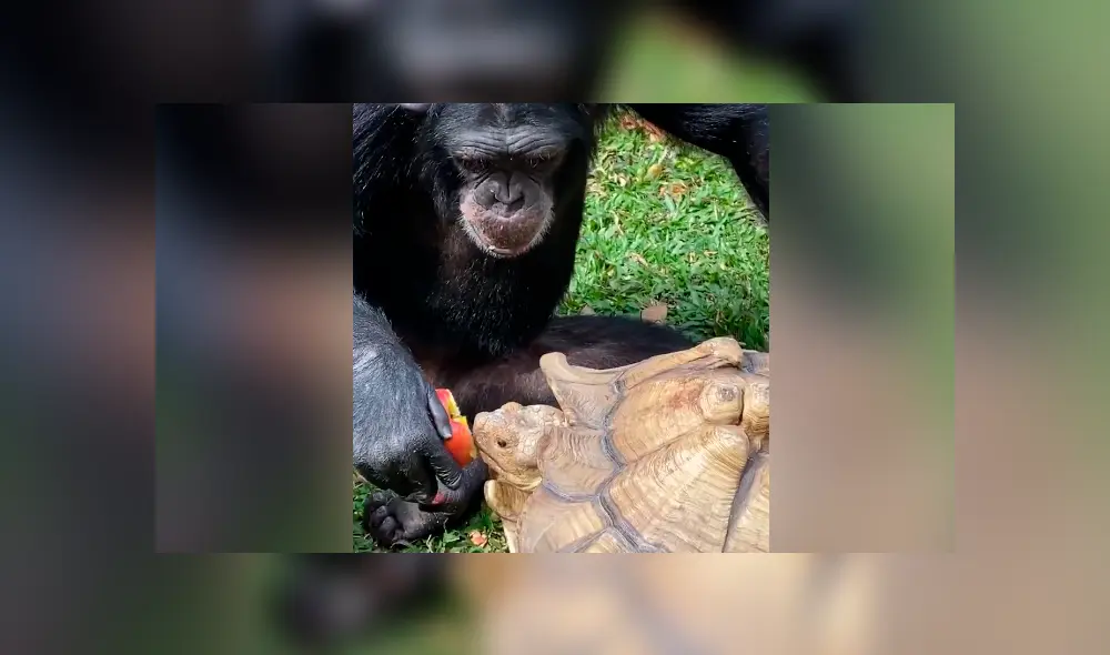 Desliza para ver todas las imágenes de TikTok.